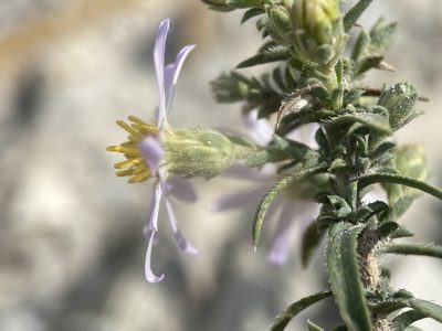 Symphyotrichum fendleri, photographed by Matt Berger