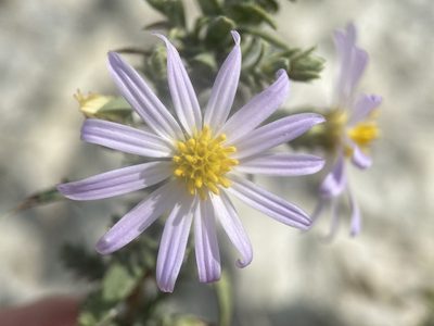 Symphyotrichum fendleri, photographed by Matt Berger