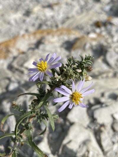 Symphyotrichum fendleri, photographed by Matt Berger