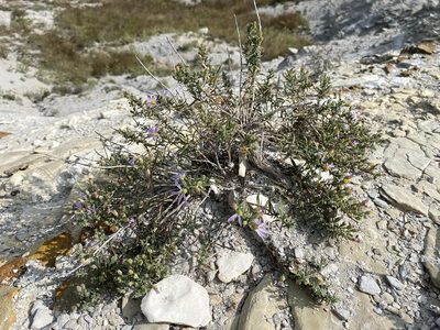 Symphyotrichum fendleri, photographed by Matt Berger