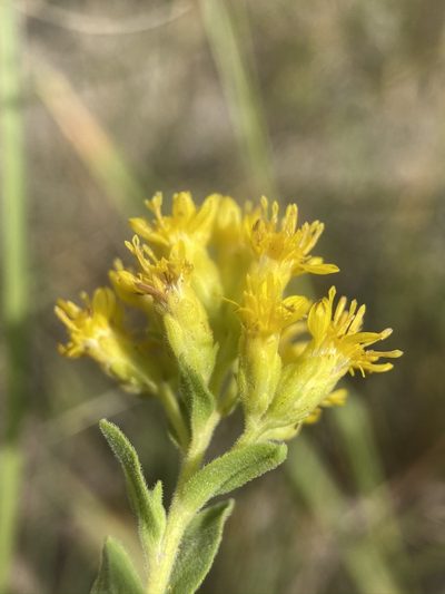 Solidago mollis, photographed by Matt Berger