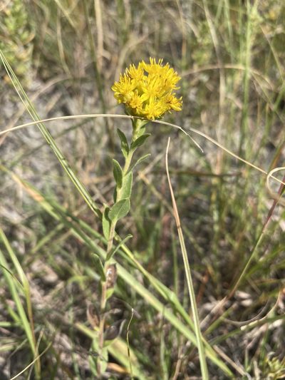 Solidago mollis, photographed by Matt Berger