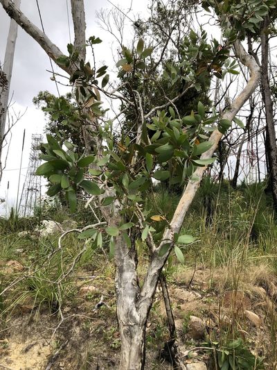 Melaleuca viridiflora, photographed by elawrey