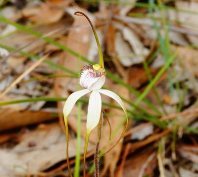 Caladenia venusta, photographed by Rod Lowther