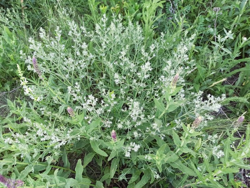 Nepeta heliotropifolia, photographed by Иван Ковтун Ivan Kovtun
