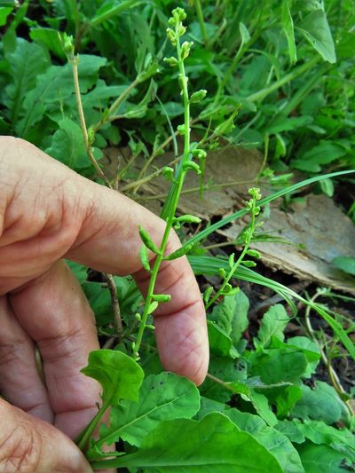 Rorippa sessiliflora, photographed by Annika Lindqvist