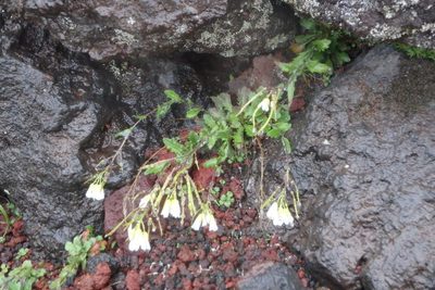 Arabis serrata, photographed by harum.koh