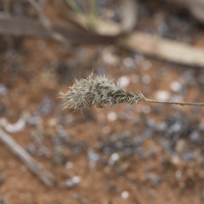Enneapogon nigricans, photographed by Kym Nicolson