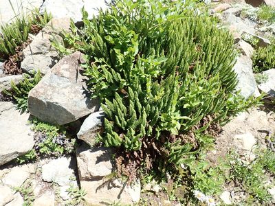 Polystichum lemmonii, photographed by John Brew