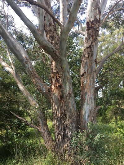 Eucalyptus amplifolia, photographed by Thomas Mesaglio