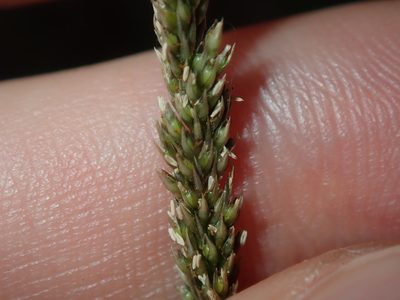 Sporobolus africanus, photographed by Thomas Mesaglio