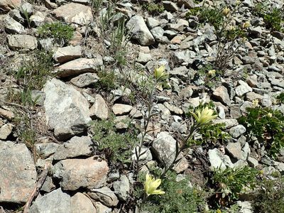Castilleja elmeri, photographed by John Brew