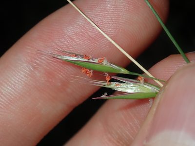Rytidosperma pallidum, photographed by Thomas Mesaglio