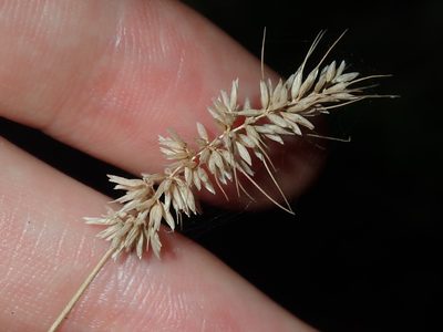Echinopogon caespitosus, photographed by Thomas Mesaglio