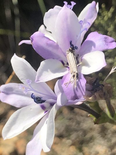 Babiana patersoniae, photographed by Sean Privett