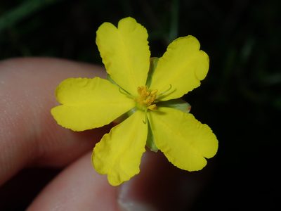 Hibbertia pedunculata, photographed by Thomas Mesaglio
