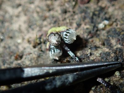 Asterella drummondii, photographed by Thomas Mesaglio