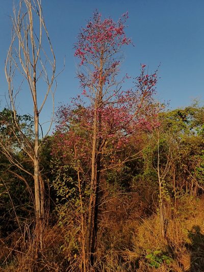 Physocalymma scaberrimum, photographed by Tsssss