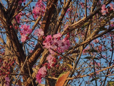 Physocalymma scaberrimum, photographed by Tsssss