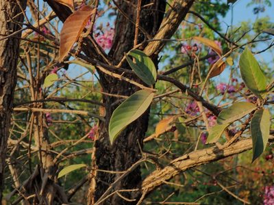 Physocalymma scaberrimum, photographed by Tsssss