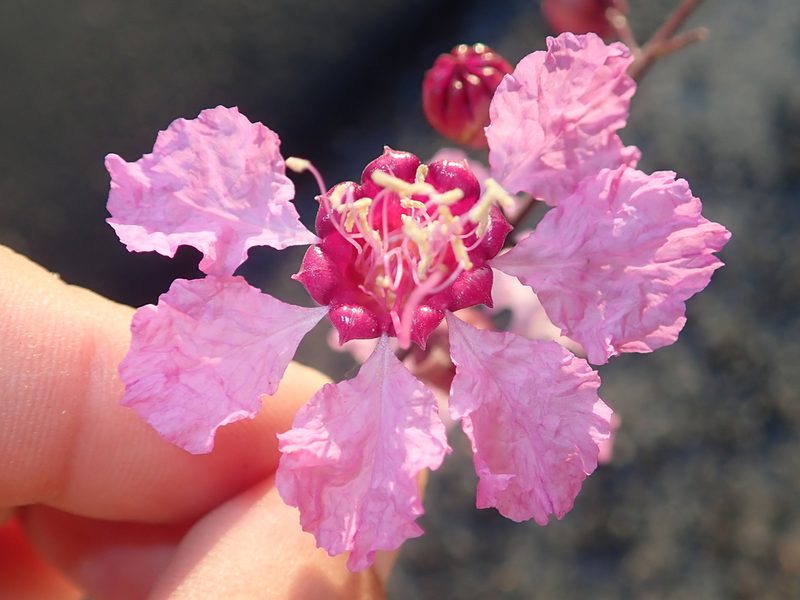 Physocalymma scaberrimum, photographed by Tsssss