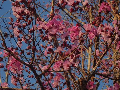 Physocalymma scaberrimum, photographed by Tsssss