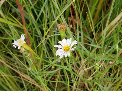 Symphyotrichum tenuifolium, photographed by Tom Field