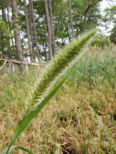 Setaria magna, photographed by Tom Field