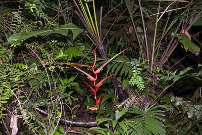 Heliconia trichocarpa, photographed by dhfischer