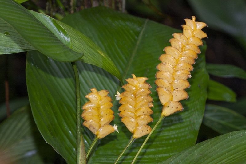 Calathea lasiostachya, photographed by dhfischer