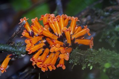 Besleria notabilis, photographed by dhfischer