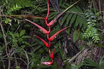 Heliconia trichocarpa, photographed by dhfischer