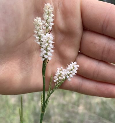 Polygonella robusta, photographed by natalie