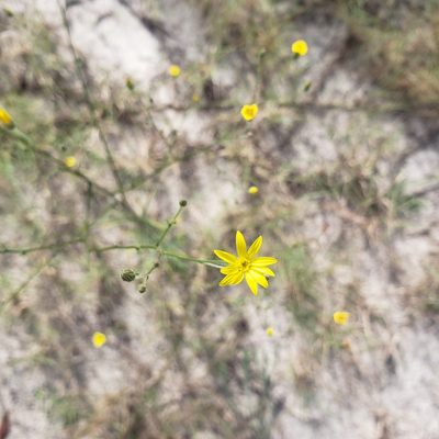 Croptilon divaricatum, photographed by Valerie Anderson