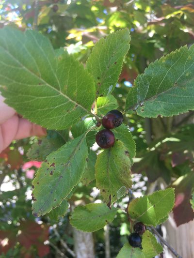 Crataegus gaylussacia, photographed by Ryan McMinds