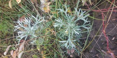 Artemisia sericea, photographed by Yurii Basov