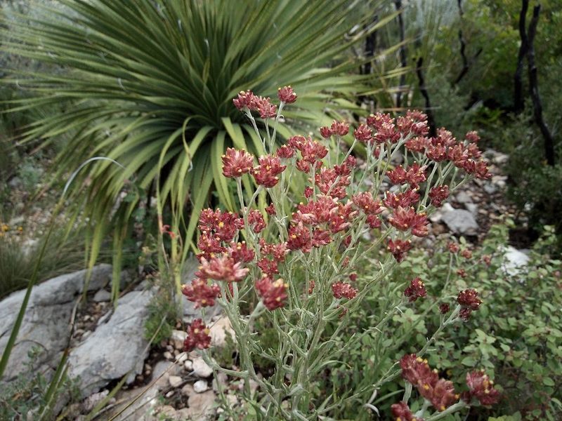 Pseudognaphalium roseum, photographed by Leticia Jiménez Hernández