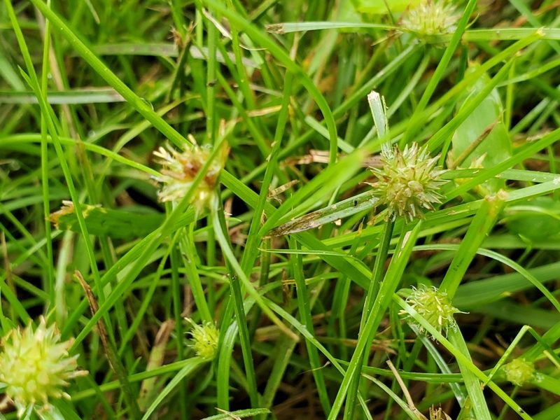 Cyperus brevifolioides, photographed by Tom Field