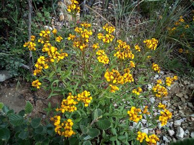 Tagetes lucida, photographed by Leticia Jiménez Hernández