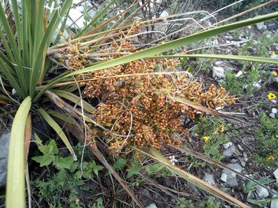 Nolina cespitifera, photographed by Leticia Jiménez Hernández