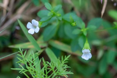 Mecardonia acuminata, photographed by Niki Robertson