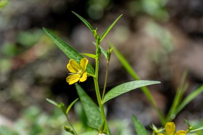 Ludwigia decurrens, photographed by Niki Robertson