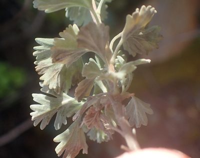 Pelargonium exstipulatum, photographed by Nicola van Berkel