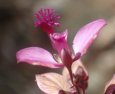 Polygala affinis, photographed by Nicola van Berkel