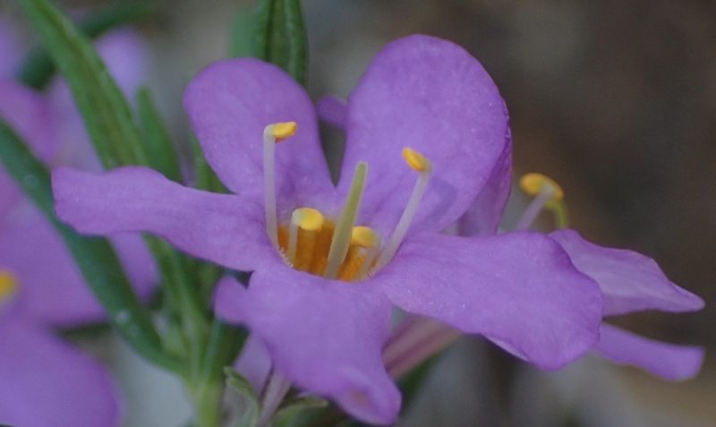 Chaenostoma revolutum, photographed by Nicola van Berkel