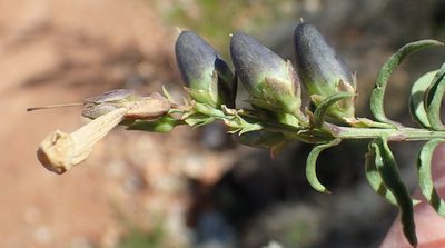 Freylinia densiflora, photographed by Nicola van Berkel