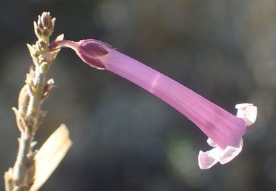 Freylinia undulata, photographed by Nicola van Berkel