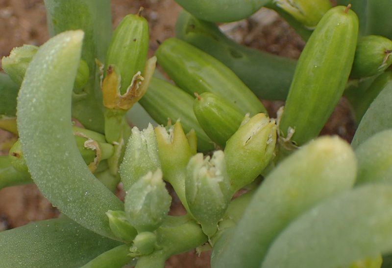 Zygophyllum augea, photographed by Nicola van Berkel