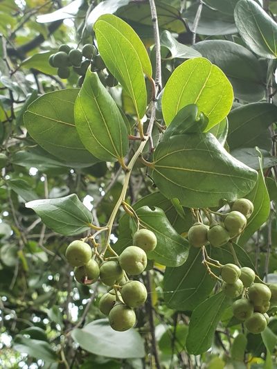 Sarcomphalus domingensis, photographed by Yolanda M. Leon
