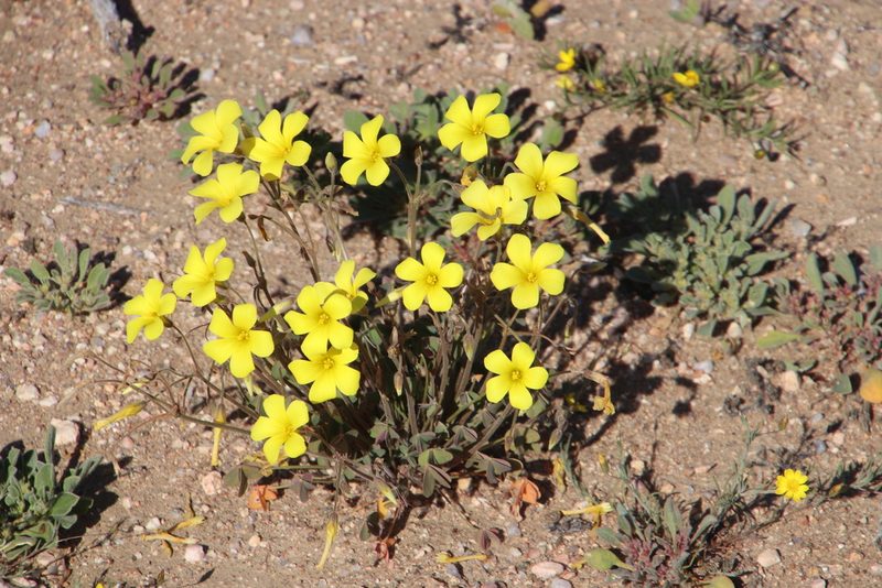 Oxalis copiosa, photographed by Tony Rebelo